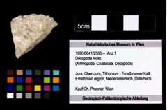 Foto (Objekt + Etikett) von Decapoda indet.  (NHMW-GEO-1990-0041-2566)